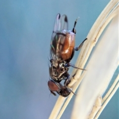 Rivellia sp. (genus) (Signal fly) at Aranda, ACT - 4 Apr 2022 by CathB