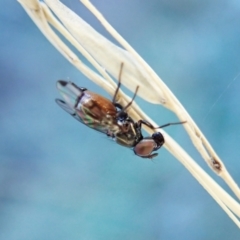 Rivellia sp. (genus) at Aranda, ACT - 4 Apr 2022