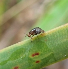 Steganopsis melanogaster (A lauxaniid fly) at Aranda Bushland - 2 Apr 2022 by CathB