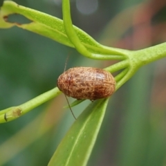 Cryptocephalinae (sub-family) (A case-bearing leaf beetle) at Mount Painter - 3 Apr 2022 by CathB