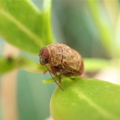 Cryptocephalinae (sub-family) at Cook, ACT - 3 Apr 2022