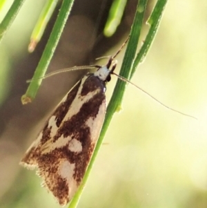 Epithymema incomposita at Cook, ACT - 5 Apr 2022 05:19 PM