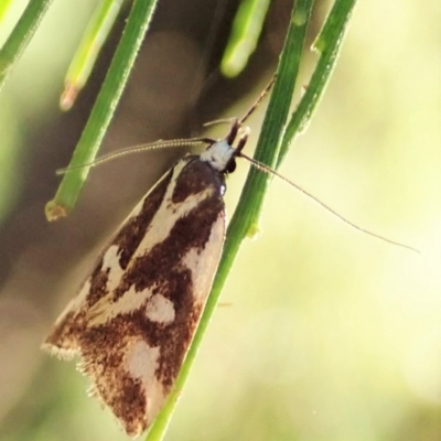 Epithymema incomposita (Chezela group) at Aranda Bushland - 5 Apr 2022 by CathB