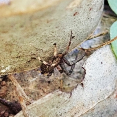 Unidentified Other hunting spider at Aranda, ACT - 5 Apr 2022 by CathB