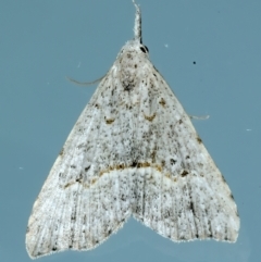 Trigonistis asthenopa (An Erebid moth (Hypenonidae)) at Ainslie, ACT - 3 Apr 2022 by jb2602