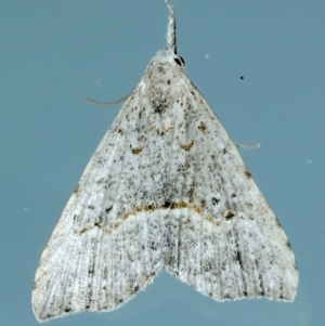 Trigonistis asthenopa at Ainslie, ACT - 3 Apr 2022