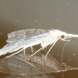 Trigonistis asthenopa at Ainslie, ACT - 3 Apr 2022 11:55 PM