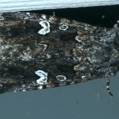 Ectopatria horologa (Nodding Saltbush Moth) at Ainslie, ACT - 3 Apr 2022 by jb2602