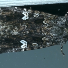 Ectopatria horologa (Nodding Saltbush Moth) at Ainslie, ACT - 3 Apr 2022 by jb2602