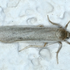 Scoliacma nana (Diminutive Footman) at Ainslie, ACT - 3 Apr 2022 by jb2602