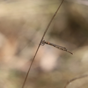 Austrolestes leda at Cook, ACT - 5 Apr 2022