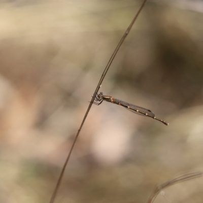 Austrolestes leda (Wandering Ringtail) at Cook, ACT - 5 Apr 2022 by Tammy
