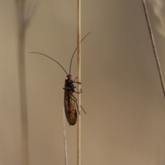 Chorista australis (Autumn scorpion fly) at Mount Painter - 5 Apr 2022 by Tammy