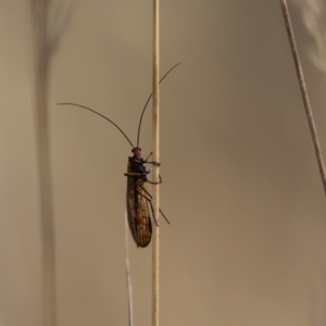 Chorista australis at Cook, ACT - 5 Apr 2022 01:34 PM