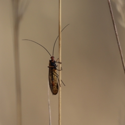 Chorista australis (Autumn scorpion fly) at Cook, ACT - 5 Apr 2022 by Tammy