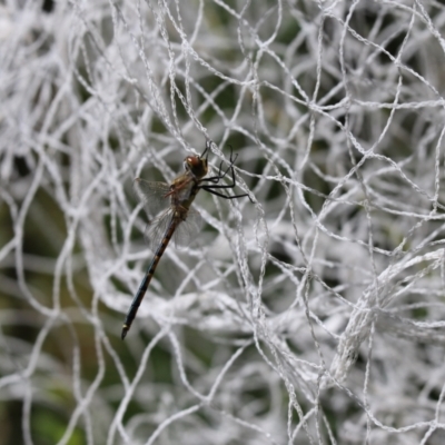 Hemicordulia tau (Tau Emerald) at Kaleen, ACT - 11 Mar 2022 by Tammy