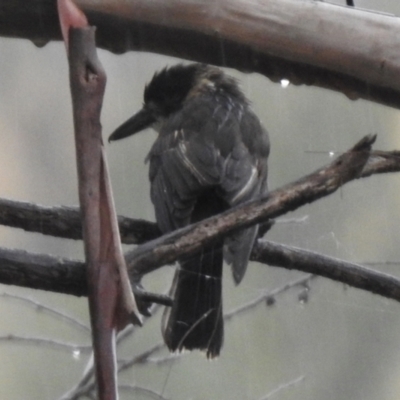 Cracticus torquatus (Grey Butcherbird) at Greenway, ACT - 7 Apr 2022 by RodDeb