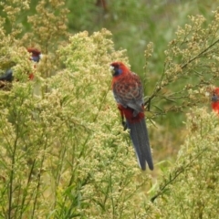 Platycercus elegans (Crimson Rosella) at Greenway, ACT - 7 Apr 2022 by RodDeb