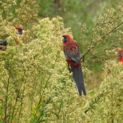 Platycercus elegans (Crimson Rosella) at Greenway, ACT - 7 Apr 2022 by RodDeb