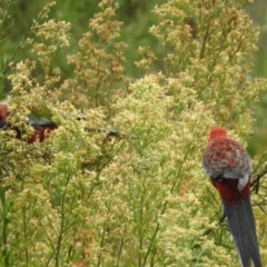 Platycercus elegans at Greenway, ACT - 7 Apr 2022