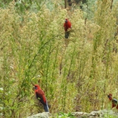 Platycercus elegans at Greenway, ACT - 7 Apr 2022