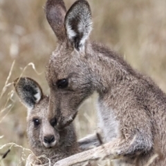 Macropus giganteus (Eastern Grey Kangaroo) at Mount Majura - 6 Apr 2022 by Bigfish69