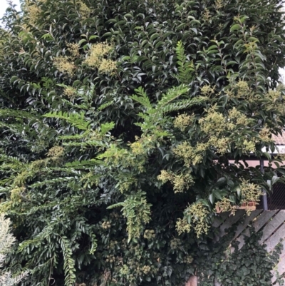 Ligustrum lucidum (Large-leaved Privet) at Belconnen, ACT - 3 Apr 2022 by jgiacon