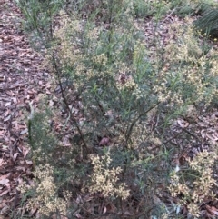 Cassinia quinquefaria (Rosemary Cassinia) at Emu Creek - 3 Apr 2022 by JohnGiacon