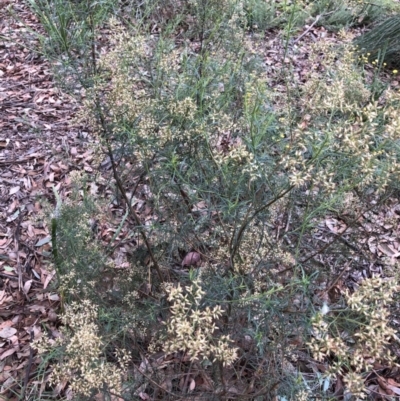 Cassinia quinquefaria (Rosemary Cassinia) at Belconnen, ACT - 3 Apr 2022 by JohnGiacon