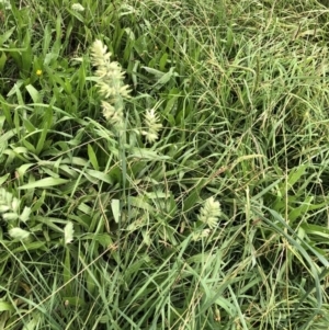 Dactylis glomerata at Belconnen, ACT - 3 Apr 2022