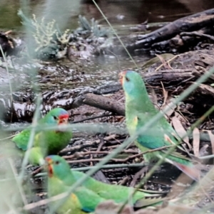 Lathamus discolor at Hackett, ACT - 2 Apr 2022