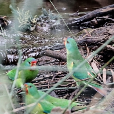 Lathamus discolor (Swift Parrot) at Hackett, ACT - 2 Apr 2022 by Bigfish69