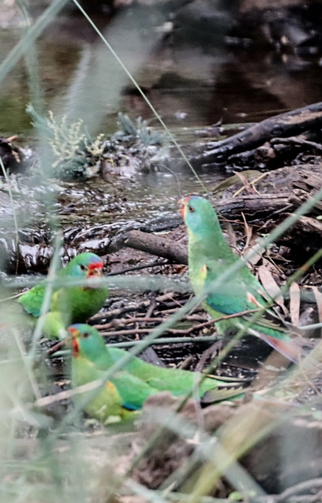 Swift parrots taking a bath in the drainage ditch close to the Hackett water tank (Canberra Nature Map, 2nd April 2022)