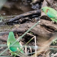 Lathamus discolor at Hackett, ACT - 2 Apr 2022