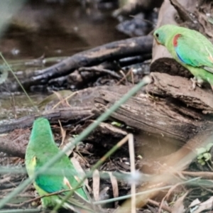 Lathamus discolor at Hackett, ACT - suppressed