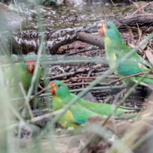 Lathamus discolor at Hackett, ACT - suppressed