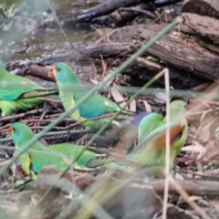 Lathamus discolor at Hackett, ACT - 2 Apr 2022