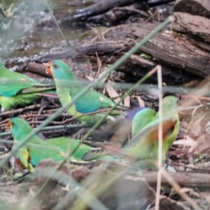 Lathamus discolor at Hackett, ACT - 2 Apr 2022