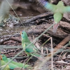 Lathamus discolor at Hackett, ACT - suppressed