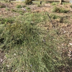 Linum marginale (Native Flax) at Emu Creek - 3 Apr 2022 by jgiacon