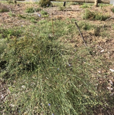 Linum marginale (Native Flax) at Emu Creek - 3 Apr 2022 by JohnGiacon