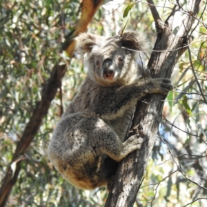 Phascolarctos cinereus at Tallong, NSW - 5 Apr 2022