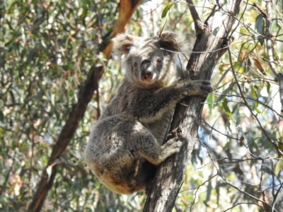 Phascolarctos cinereus (Koala) at Tallong, NSW - 5 Apr 2022 by GlossyGal