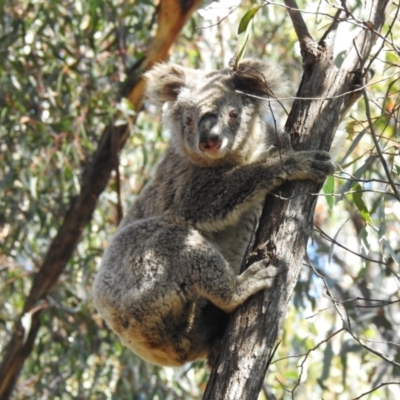 Phascolarctos cinereus (Koala) at Tallong, NSW - 5 Apr 2022 by GlossyGal