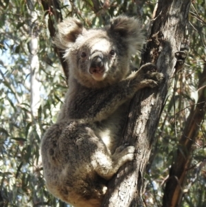 Phascolarctos cinereus at Tallong, NSW - suppressed