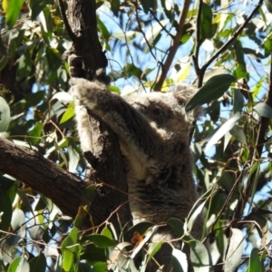 Phascolarctos cinereus at Tallong, NSW - 5 Apr 2022