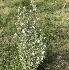 Unverified Other Shrub at Belconnen, ACT - 3 Apr 2022 by JohnGiacon