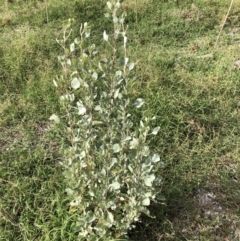 Unidentified Other Shrub at Belconnen, ACT - 3 Apr 2022 by JohnGiacon