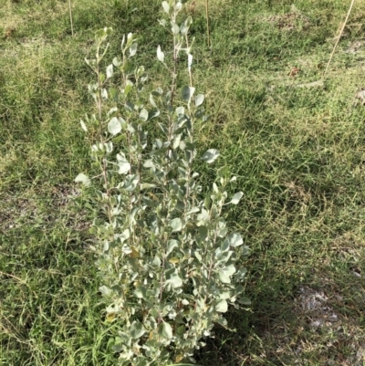 Unverified Other Shrub at Belconnen, ACT - 3 Apr 2022 by JohnGiacon