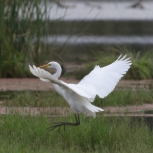 Ardea plumifera at Fyshwick, ACT - 26 Mar 2022